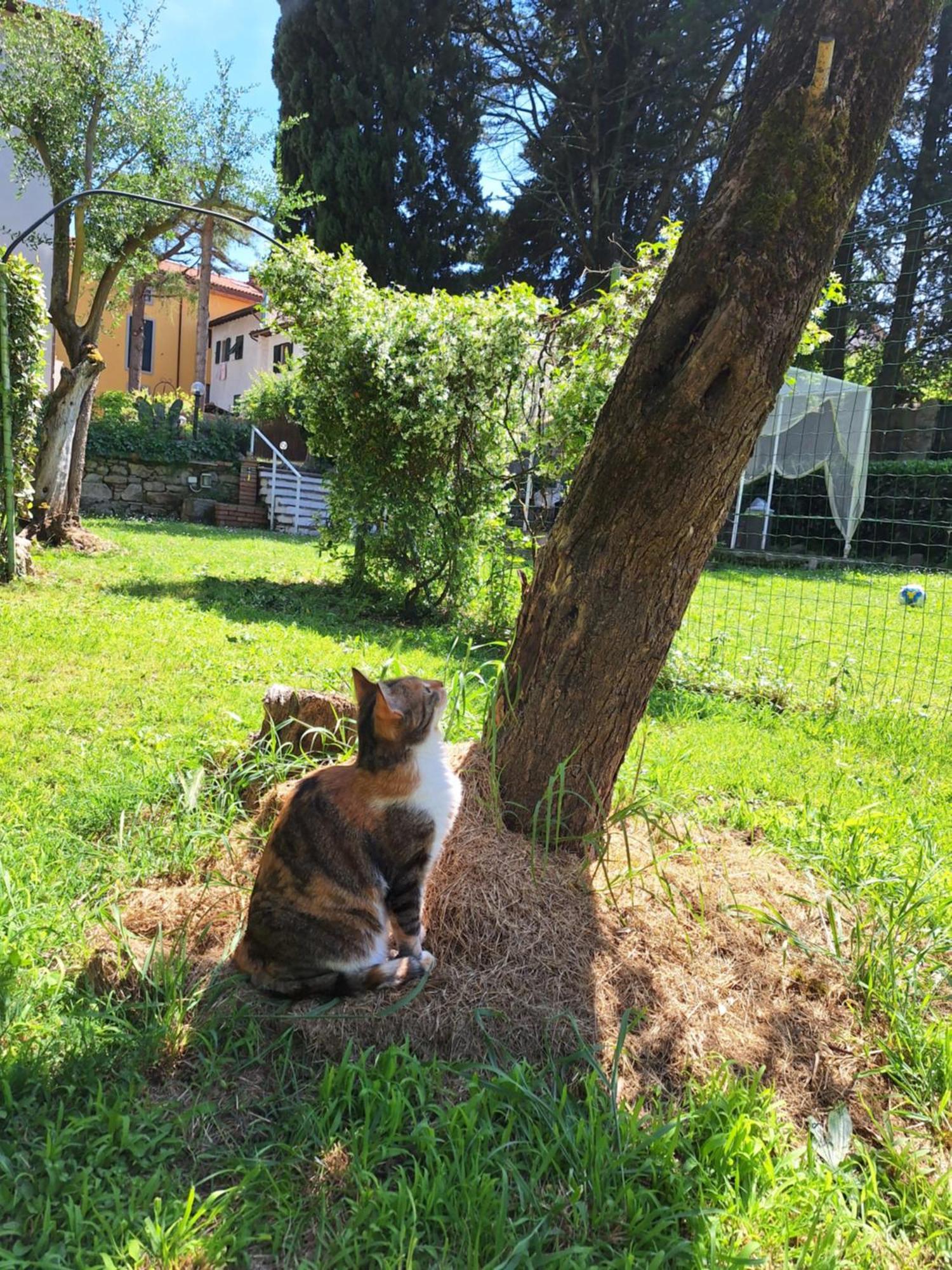 Mama' Ξενοδοχείο Castell'Anselmo Εξωτερικό φωτογραφία